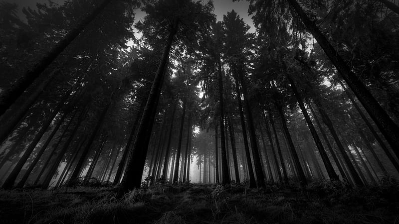 In the dark forest, forest, nature, darkness, dark, HD wallpaper | Peakpx
