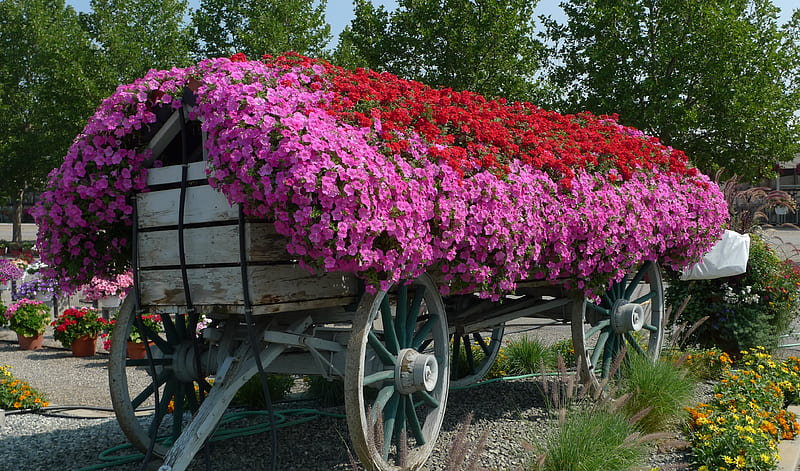 Petunias on wheels, red, , wagon, flowers, pink, petunias, wheels, HD wallpaper