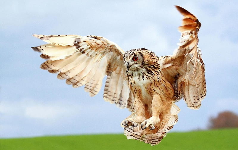 *** Owl landing ***, ladujaca, zwierzeta, sowa, ptaki, HD wallpaper