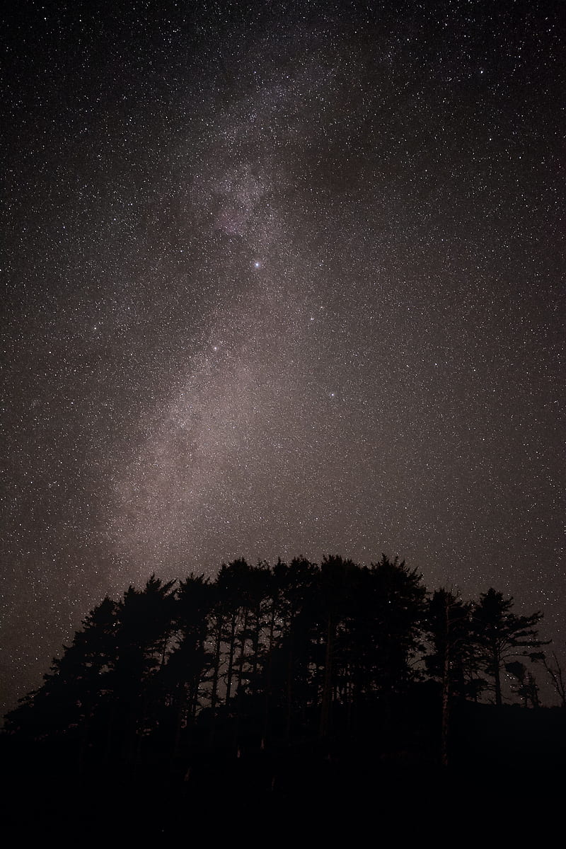 trees, starry sky, stars, nebula, space, HD phone wallpaper