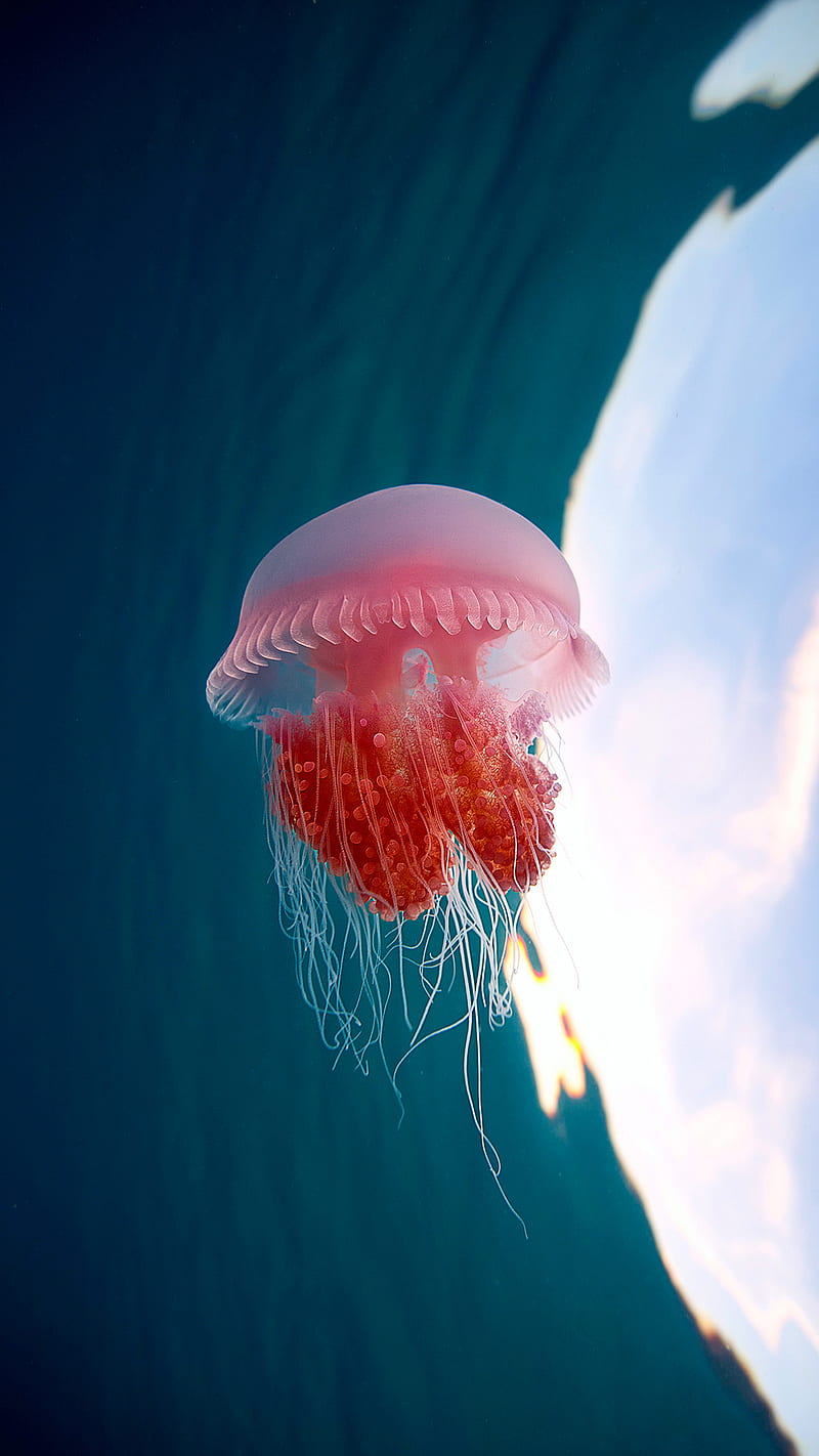 Medusa, jellyfish, sea, under, water, HD phone wallpaper