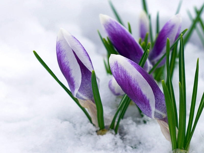 Purple flowers in snow, purple, snow, flower, garden, nature, petal, winter, HD wallpaper