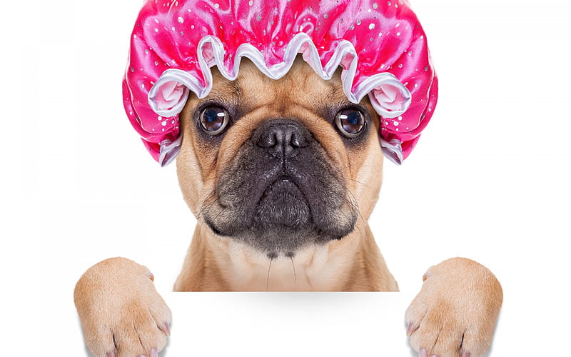 :P, caine, paw, bath, funny, pink, dog, animal, hat, HD wallpaper