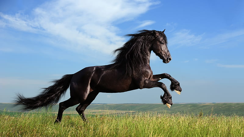 Jumping Black Horse With Blue Sky And Clouds Background Horse, HD wallpaper