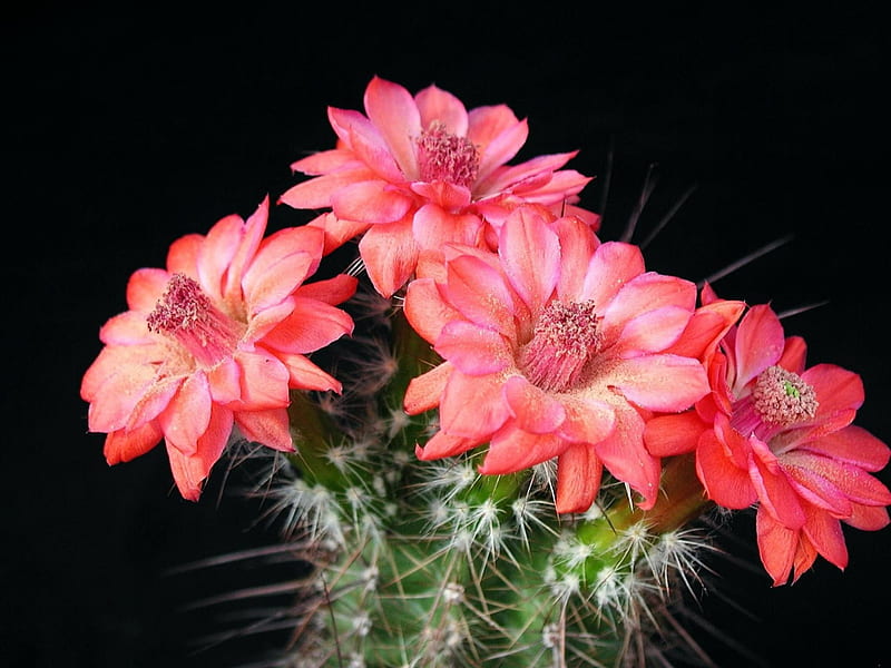 Cactus, detallado, macro, flor, flores, Fondo de pantalla HD | Peakpx