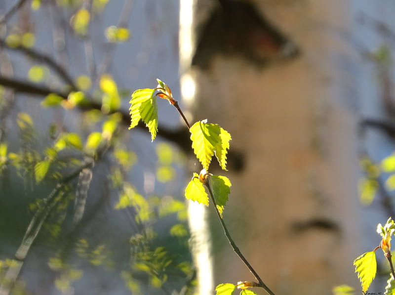 Birch, sun, spring, leaf, HD wallpaper
