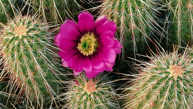 Cactus, bloom, needle, needles, flower, flowers, nature, blooms, pink, HD wallpaper