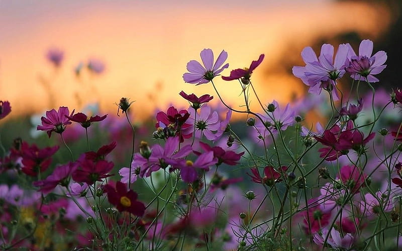 Purple Love, flower, sunset, purple, wild, HD wallpaper