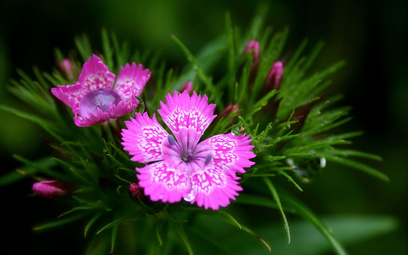 Hints Of Pink, hints, pretty, graphy, flowers, nature, pink, floral, HD ...