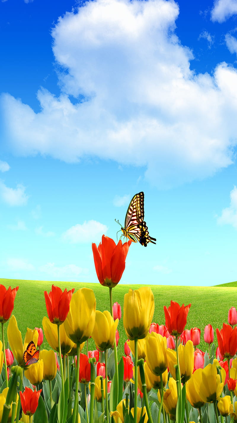 Tulips, flowers, landscape, nature, spring, HD phone wallpaper | Peakpx