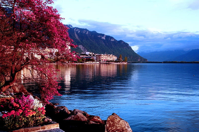 Miracle tree on the shore of Lake Geneva, , expression, new, color, lake, HD wallpaper