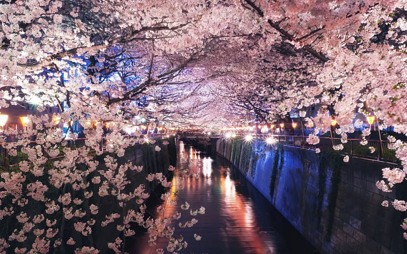 Sakura Feast, sakura, festival, japanese, cherry blossom, tree, japan, flowers, nature, river, HD wallpaper