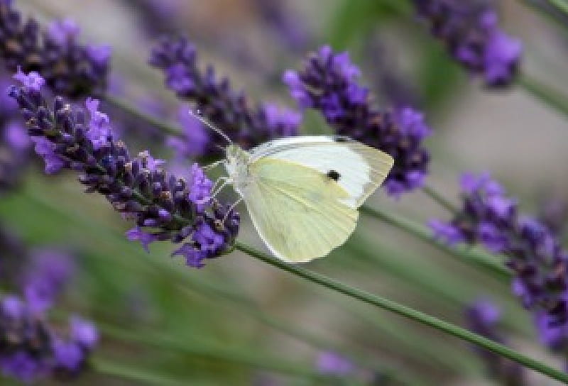 Lavender and me, soft wind, wings, lovely, touch, lavender, butterfly, green, gentle, white, field, soft yellow, animals, HD wallpaper