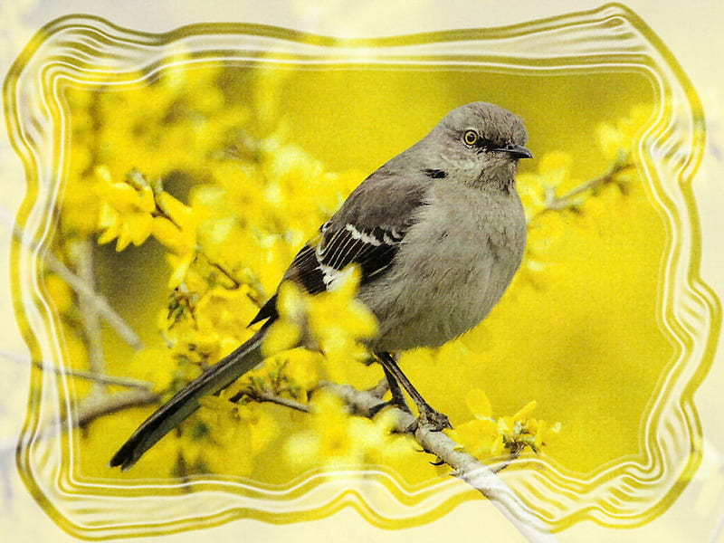 Northern Mockingbird, yellow, floral, animal, graphy, mockingbird, bird, avian, wildlife, flowers, HD wallpaper