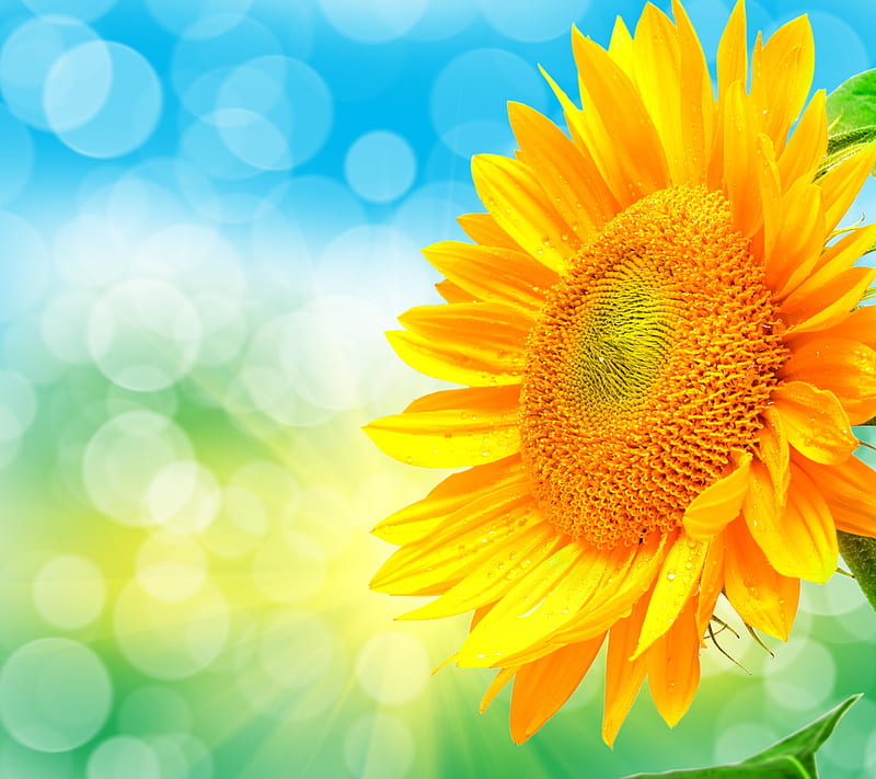 Sunflower, bonito, blue, bokeh, flower, green, nature, nice, summer, yellow, HD wallpaper