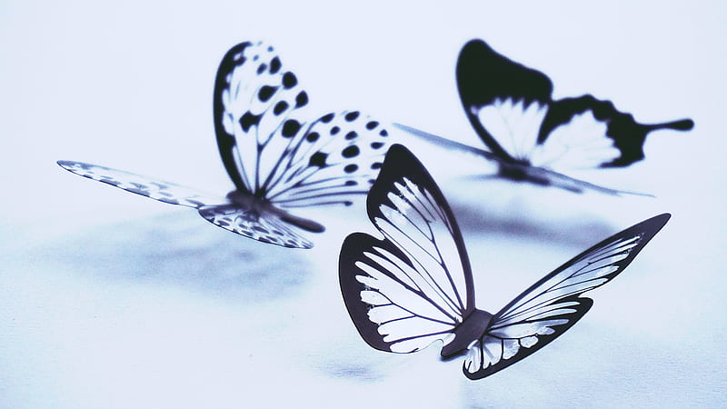 Butterfly , Butterfly Stock &, Small Butterflies, HD wallpaper