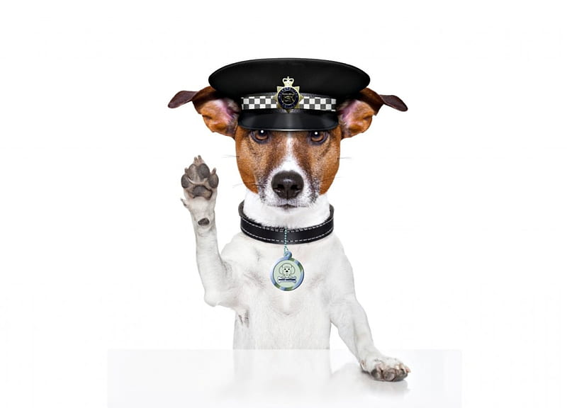 Stop!, paw, caine, black, creative, animal, hat, card, jack russell terrier, police, funny, white, puppy, dog, HD wallpaper