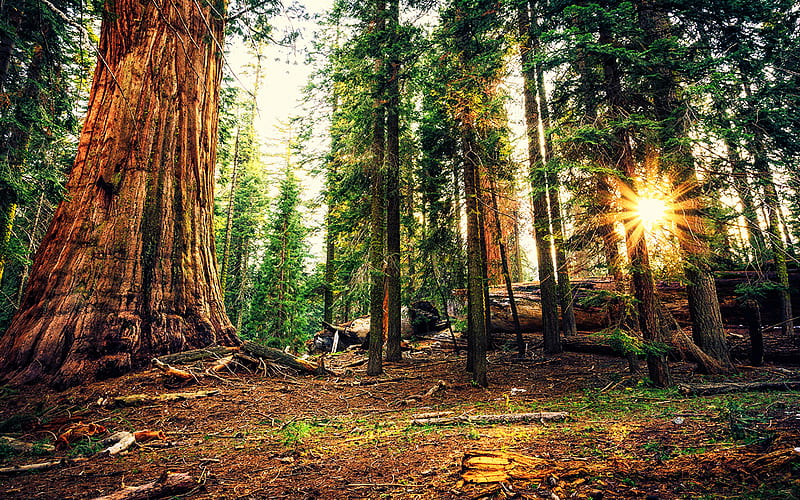 sequoias, sunset, forest, bright rays, beautiful nature, USA, summer, America, american nature, HD wallpaper