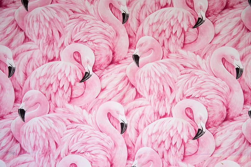 pink flamingos, HD wallpaper