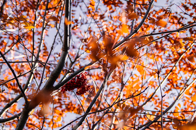 Orange leaves, HD wallpaper | Peakpx