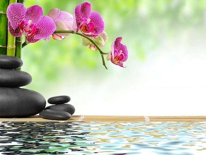 Zen stones and bamboo, Water, Flowers, Stones, Dew, Bamboo, HD wallpaper