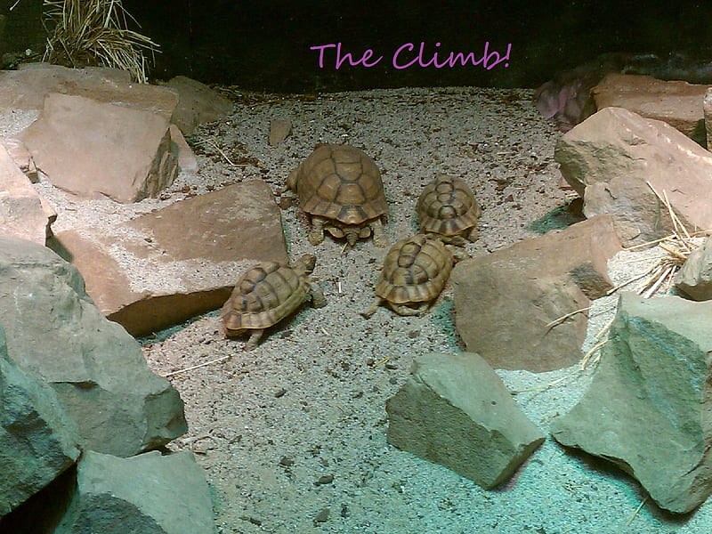 the climb, zoo, turtle, hill, animals, HD wallpaper