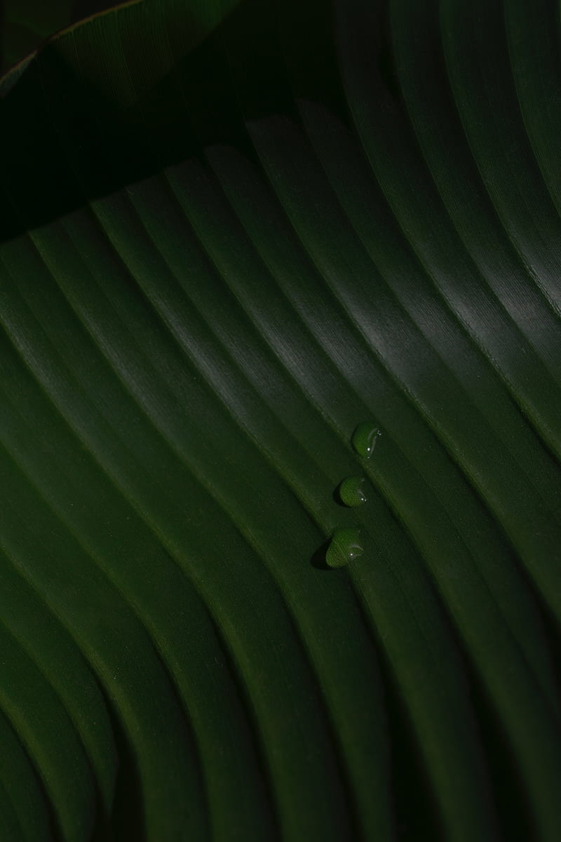 Leaf, drops, macro, green, surface, HD phone wallpaper | Peakpx