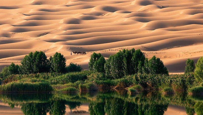 Dazzling Desert Oasis, oasis, deserts, sands, sahara, HD wallpaper