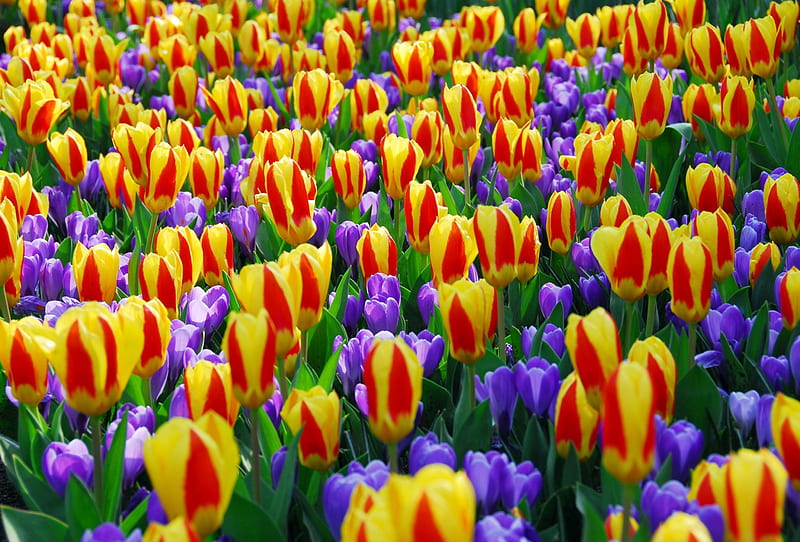 Springtime at Keukenhof, Netherlands, crocus, yellow, garden, tulips, blue, HD wallpaper