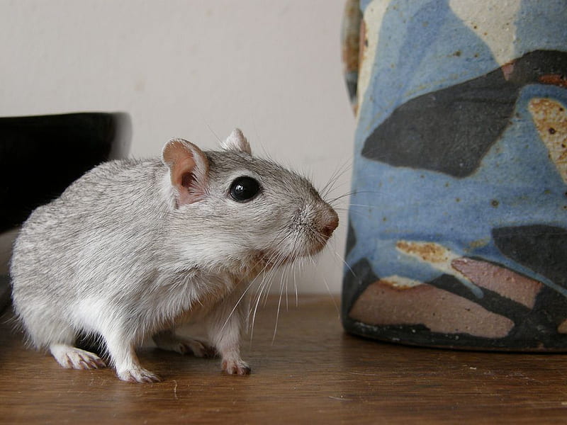 Grey gerbil. Cute animals, Gerbil, Animals, HD wallpaper