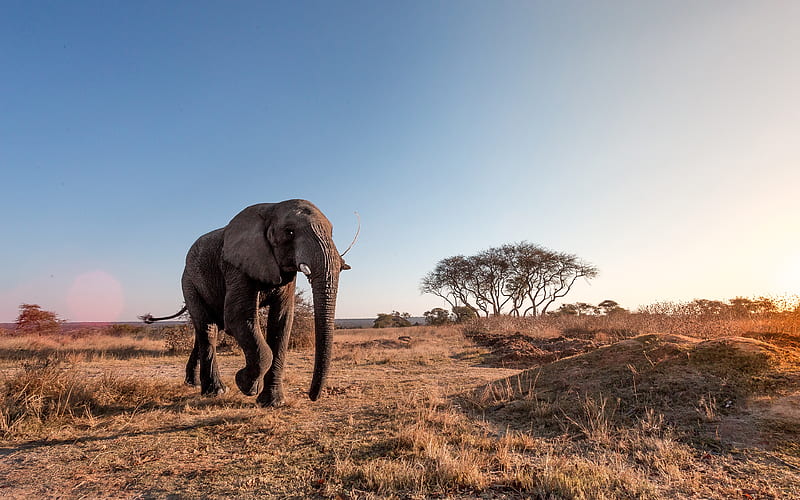Africa, elephant wildlife, savannah, elephants, HD wallpaper