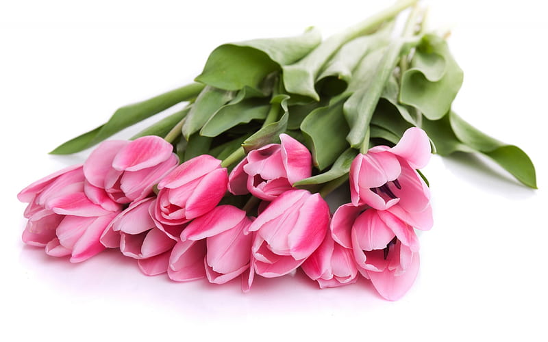 tulips, pink flowers, spring flowers, bouquet of tulips, pink tulips, HD wallpaper