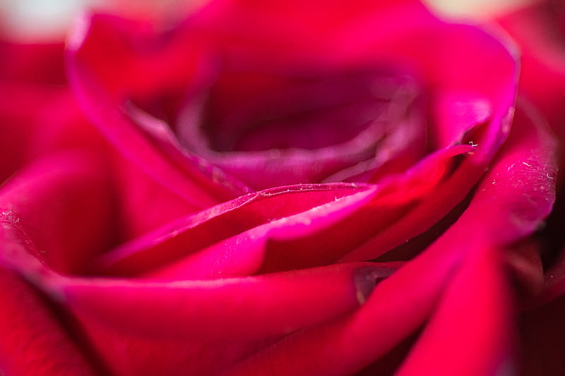 Rose Flower Petals Blur Red Macro Hd Wallpaper Peakpx