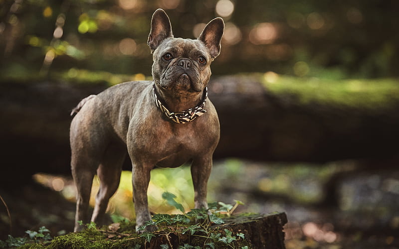 french bulldog pets, forest, dogs, cute animals, bulldogs, HD wallpaper
