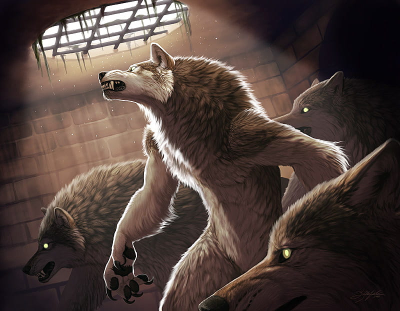 the trapped werewolves, trapped, brown, wolves, werewolves, HD wallpaper