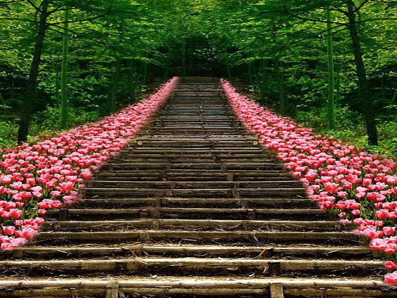 Endless Steps Lined with Pretty Pink Tulips, bulbs, long, stairs, spring, stretch, neverending, flowers, garden, tulips, pink, steps, HD wallpaper