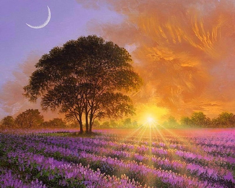 Lavender Sunrise, colors, love four seasons, spring, attractions in dreams, lavender, paintings, purple, mountains, flowers, nature, fields, sunrise, sunshine, HD wallpaper