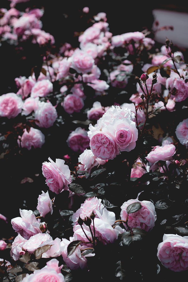 roses, flowers, pink, bush, plant, HD phone wallpaper