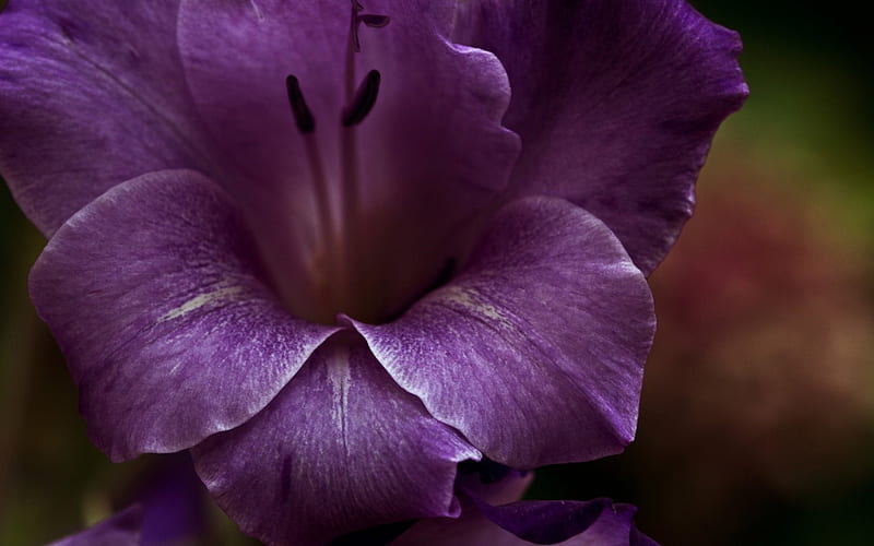 Flor morada, lirio, flor, morado, macro, Fondo de pantalla HD | Peakpx