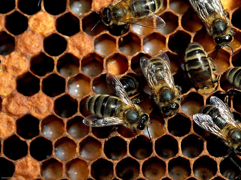 Busy Bees, bug, honey, queen, insect, hive, bees, HD wallpaper