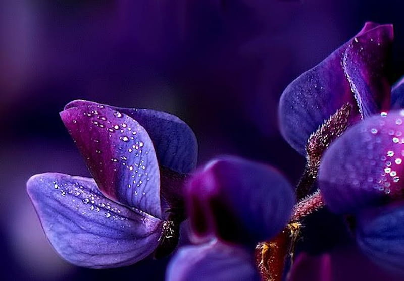 Flor morada, preciosa, morada, flor, naturaleza, suave, Fondo de pantalla  HD | Peakpx
