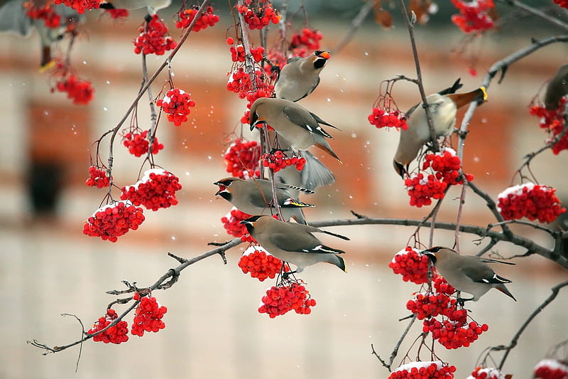 Waxwings, red, rowan, waxwing, bird, berry, pasare, winter, HD wallpaper