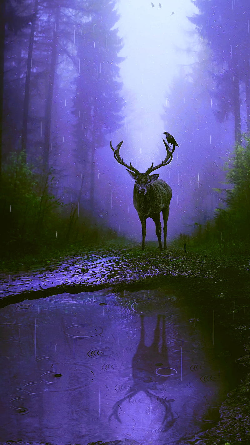 Lonely dear, bird, deer, forest, green, purple, rain, reflection, tree, water, HD phone wallpaper