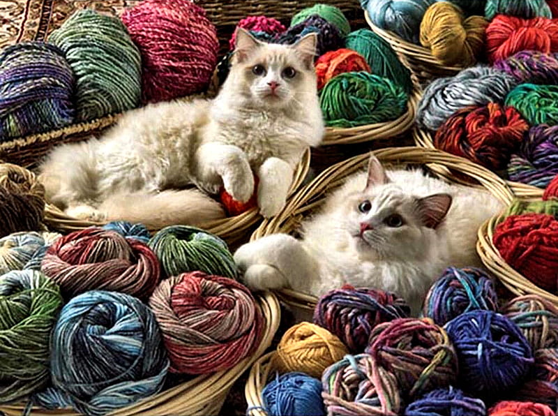 Ragdoll Cats F1Cmp, beautiful, pets, Ragdoll, animal, yarn, feline, graphy, wide screen, cats, HD wallpaper
