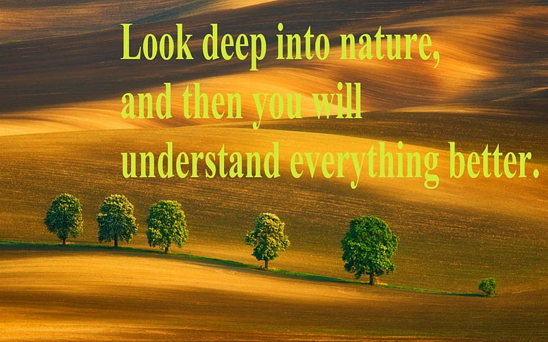 Look deep into nature, message, words, nature, trees, landscape, HD ...