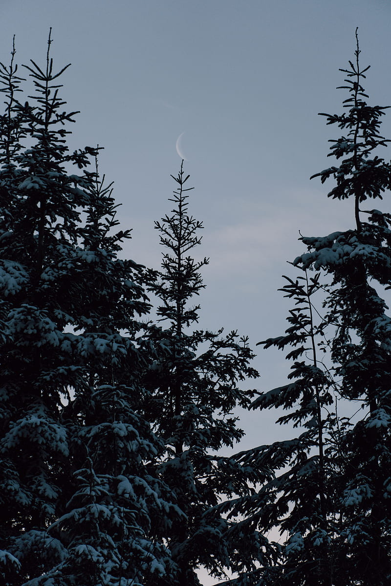 Spruce, trees, snow, moon, winter, HD phone wallpaper | Peakpx