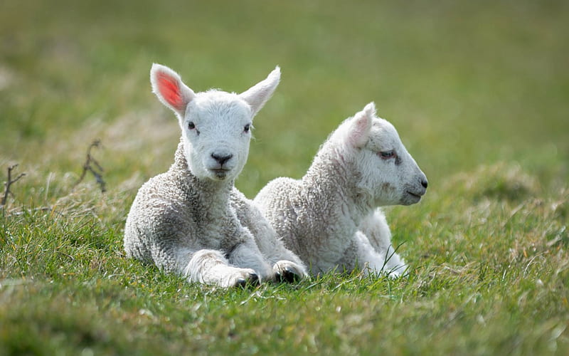 Lovely Lambs, cute, two, grass, resting, lambs, white, HD wallpaper