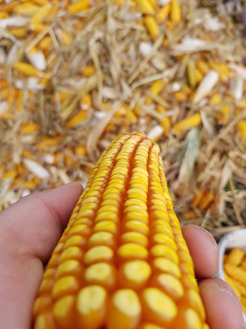 Corn, autumn, hand, nature, yellow, HD phone wallpaper