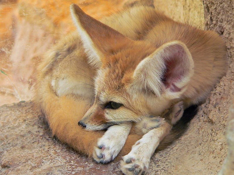 Fennec fox, vulpes, fox, canidae, carnivora, HD wallpaper
