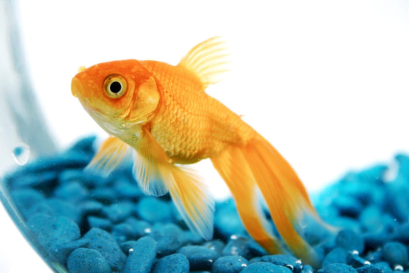 Golden fish, water, orange, fish, peste, aquarium, summer, blue, HD wallpaper